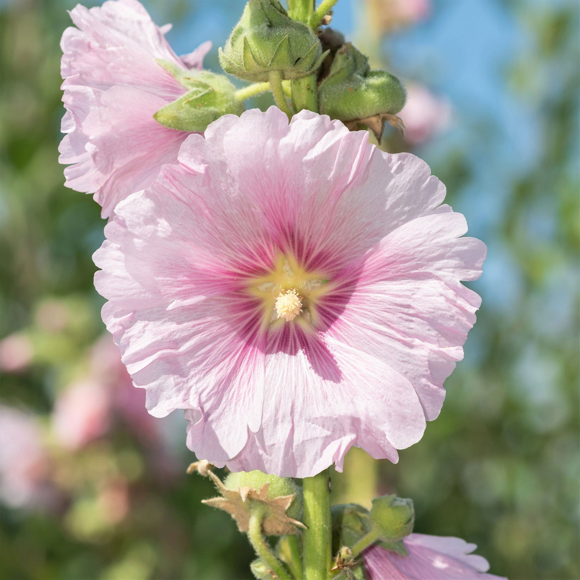 henry viii pink hollyhock 