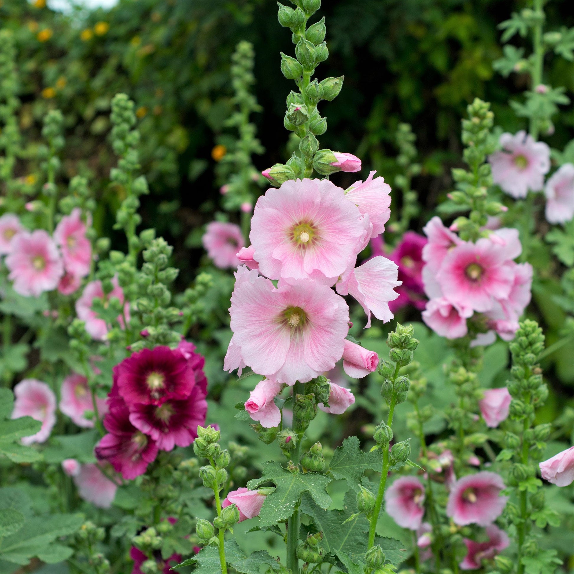 henry viii pink hollyhock 