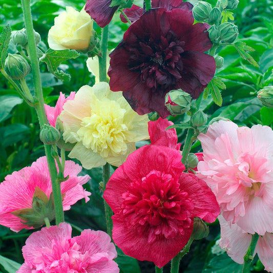 hollyhock majorette mix