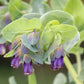 honeywort purple