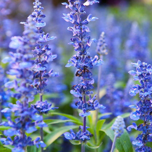 hyssop