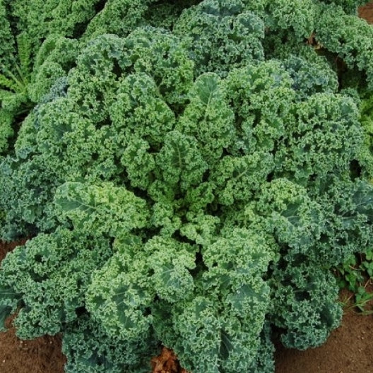 kale vates