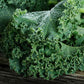 organic blue curled scotch kale 