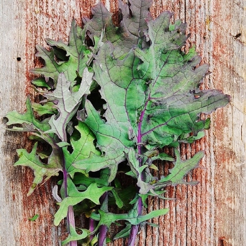 organic red russian kale 