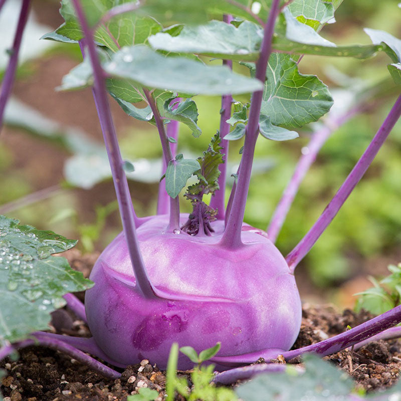 organic kohlrabi purple vienna