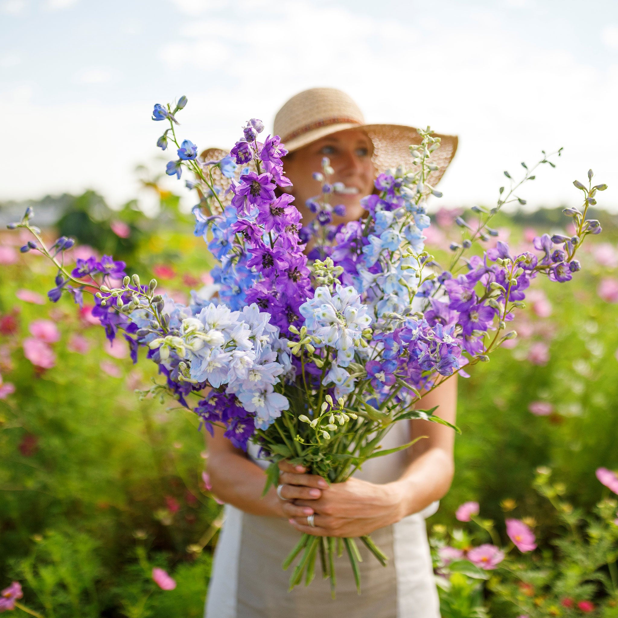 Bulk Rocket Larkspur Seeds - Tall Mix | Bulk Seed Store