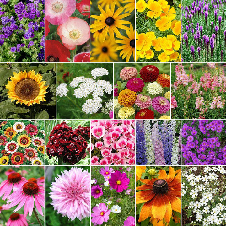 Bulk Wildflower Seed Mixes Buy in Bulk & Save Bulk Seed Store