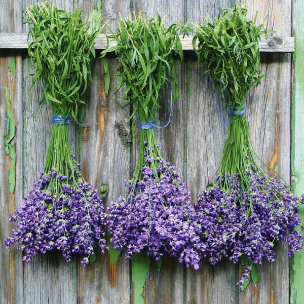 Munstead Lavender 
