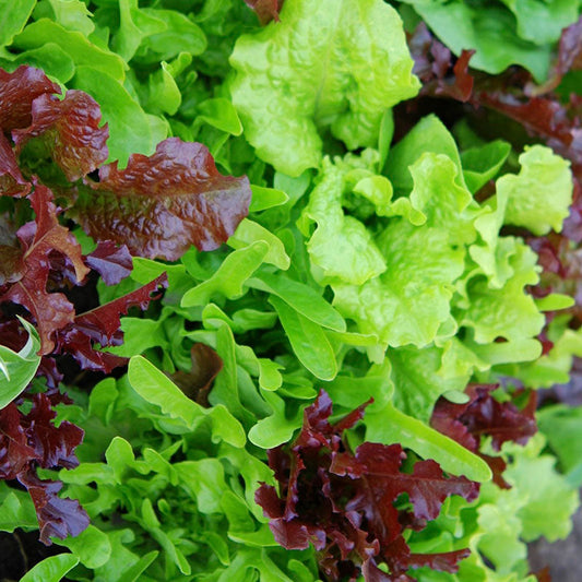 leaf blend lettuce 