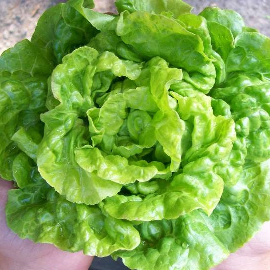 organic tom thumb lettuce 