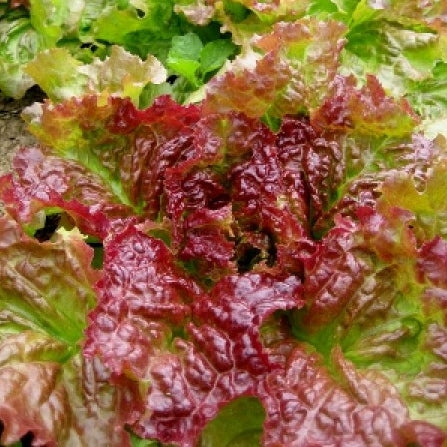 lettuce prizehead
