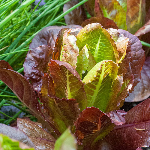 rouge d hiver lettuce 