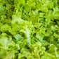 lettuce salad bowl green