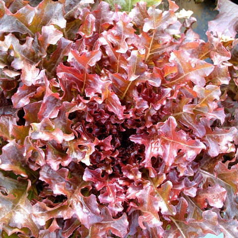 lettuce salad bowl red