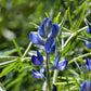 arroyo lupine 