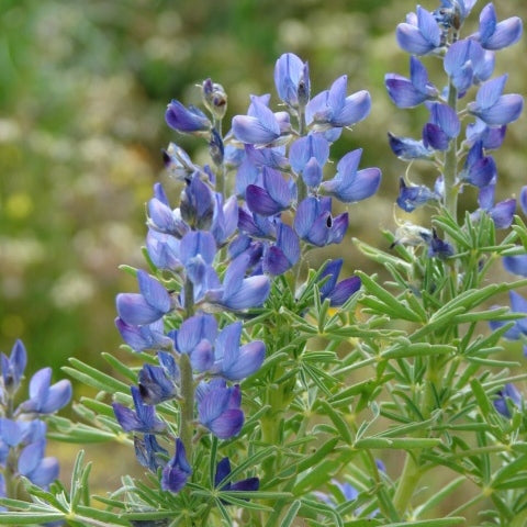 annual lupine blue
