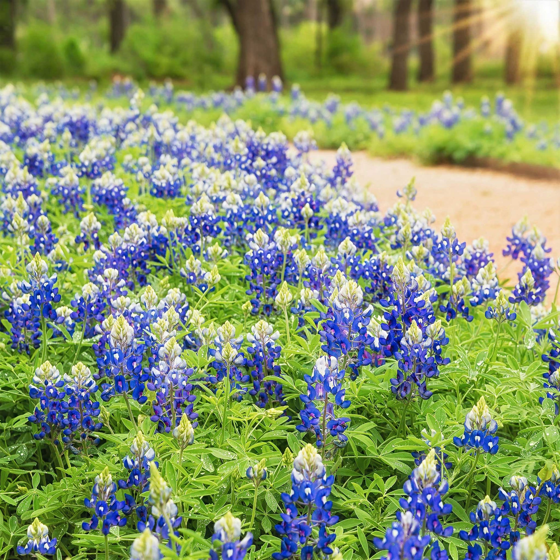 texas bluebell flower seeds Bulk Texas Bluebonnet Seeds