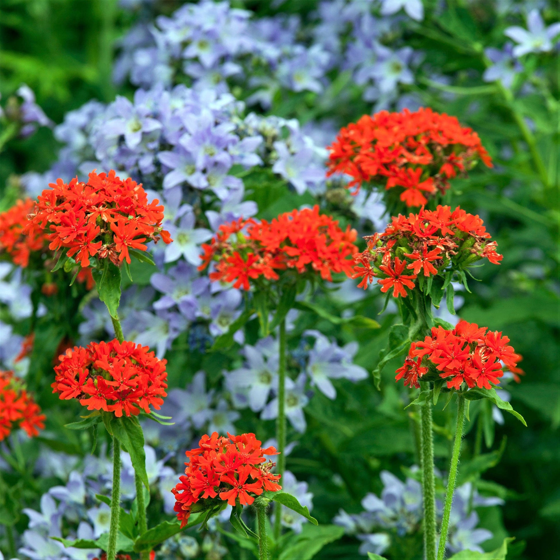 maltese cross