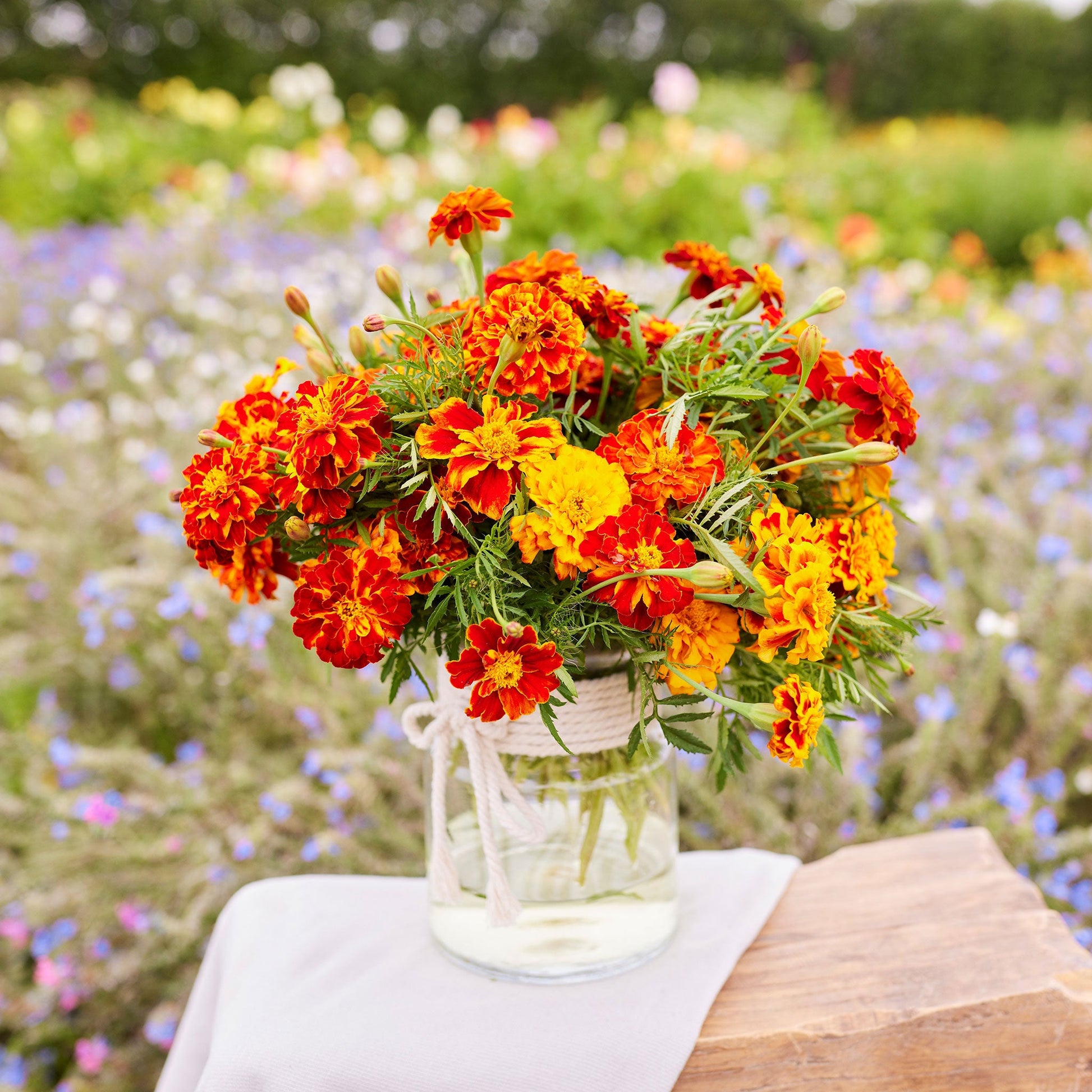 marigold seeds high Bulk French Marigold Seeds - Bonita Mix
