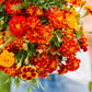 french marigold bonita