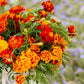 french marigold bonita