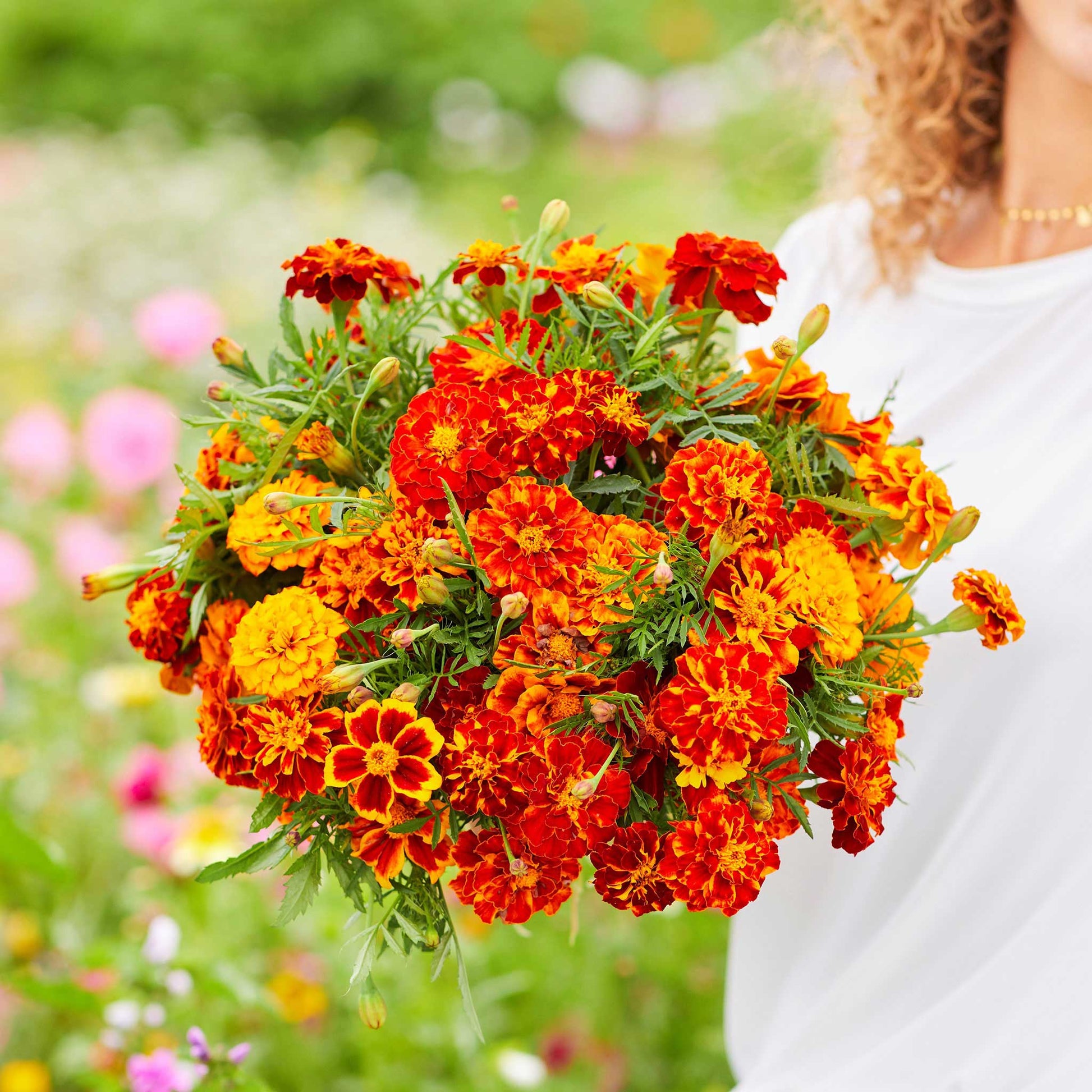 bulk marigold seed Bulk French Marigold Seeds - Bonita Mix