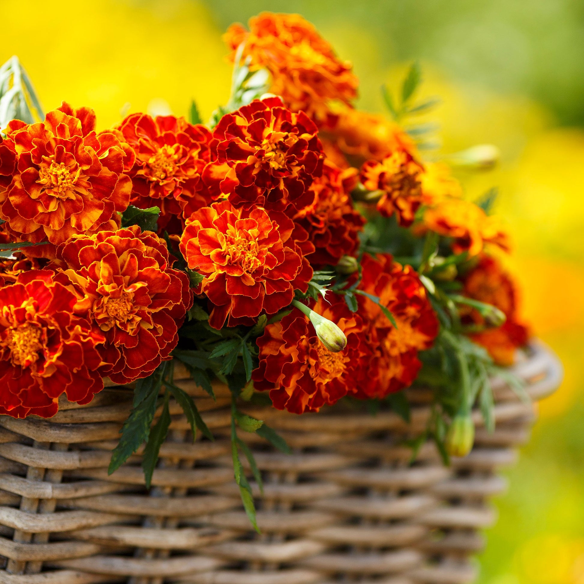 marigold seeds wholesale Bulk French Marigold Seeds - Harmony