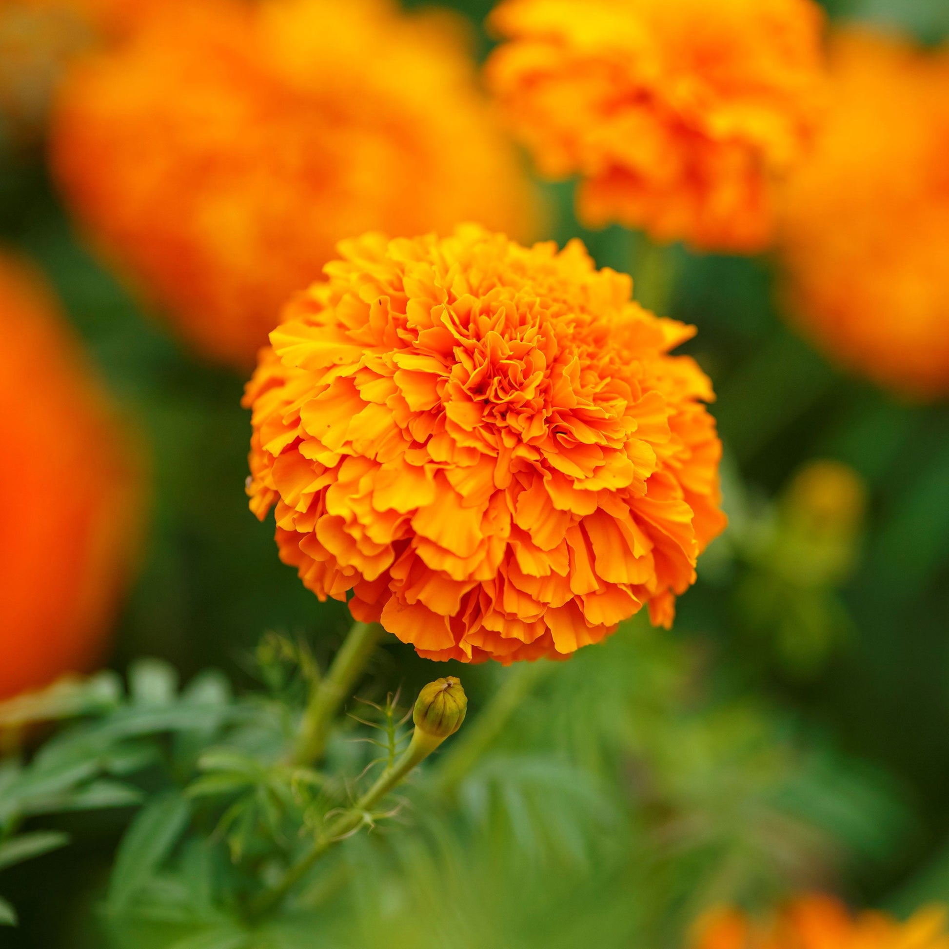 big marigold seeds Bulk African Marigold Seeds - Mandarin