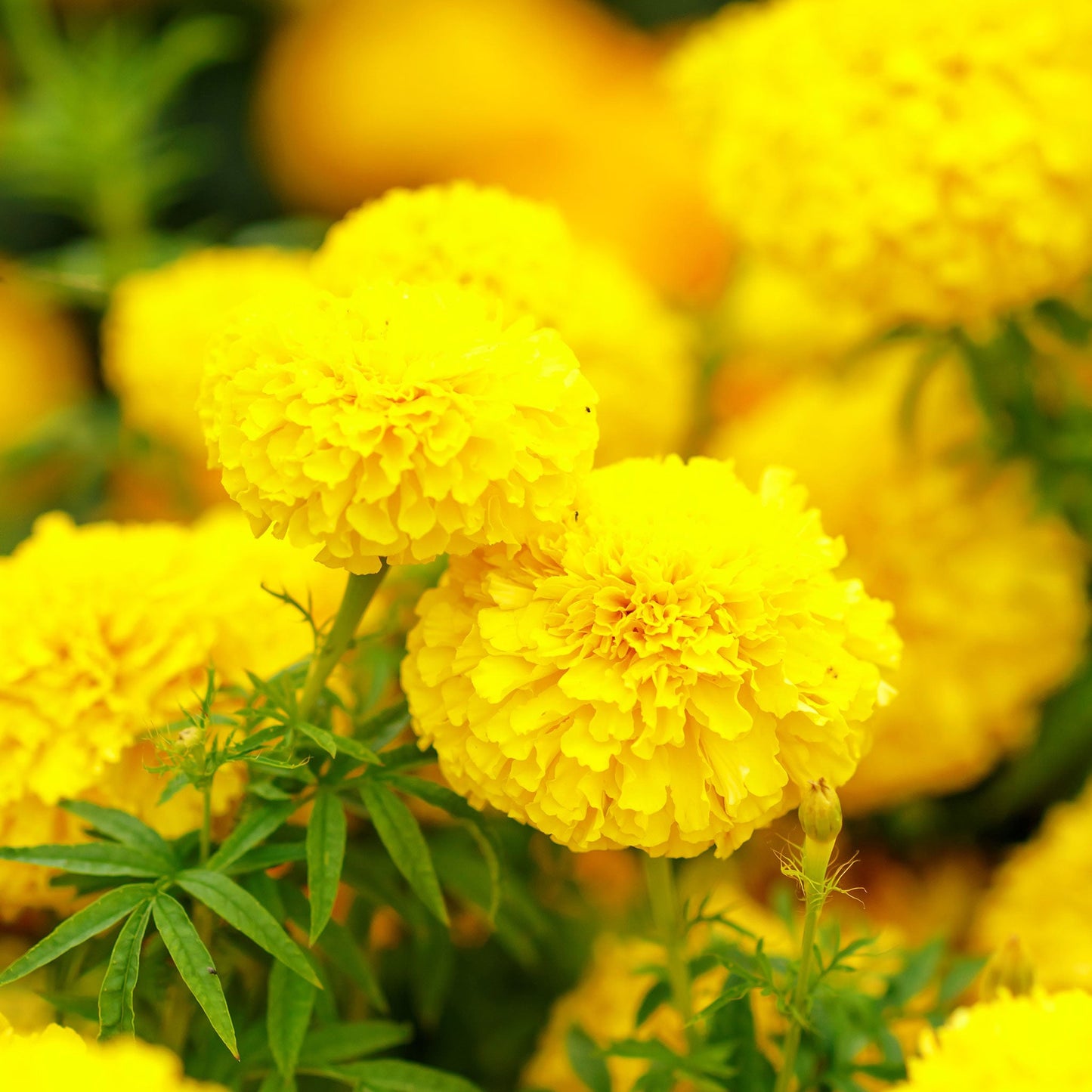 african marigold mary helen