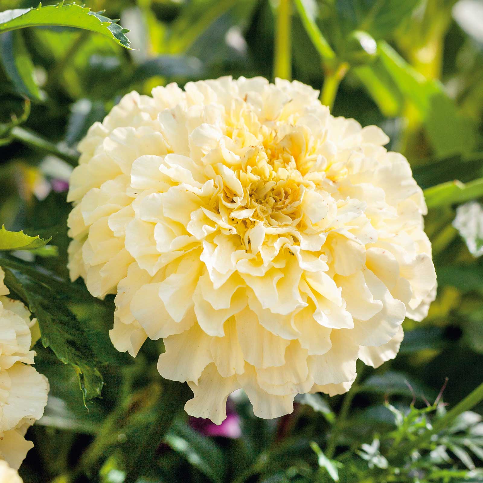 african marigold seed to flower Bulk African Marigold Seeds