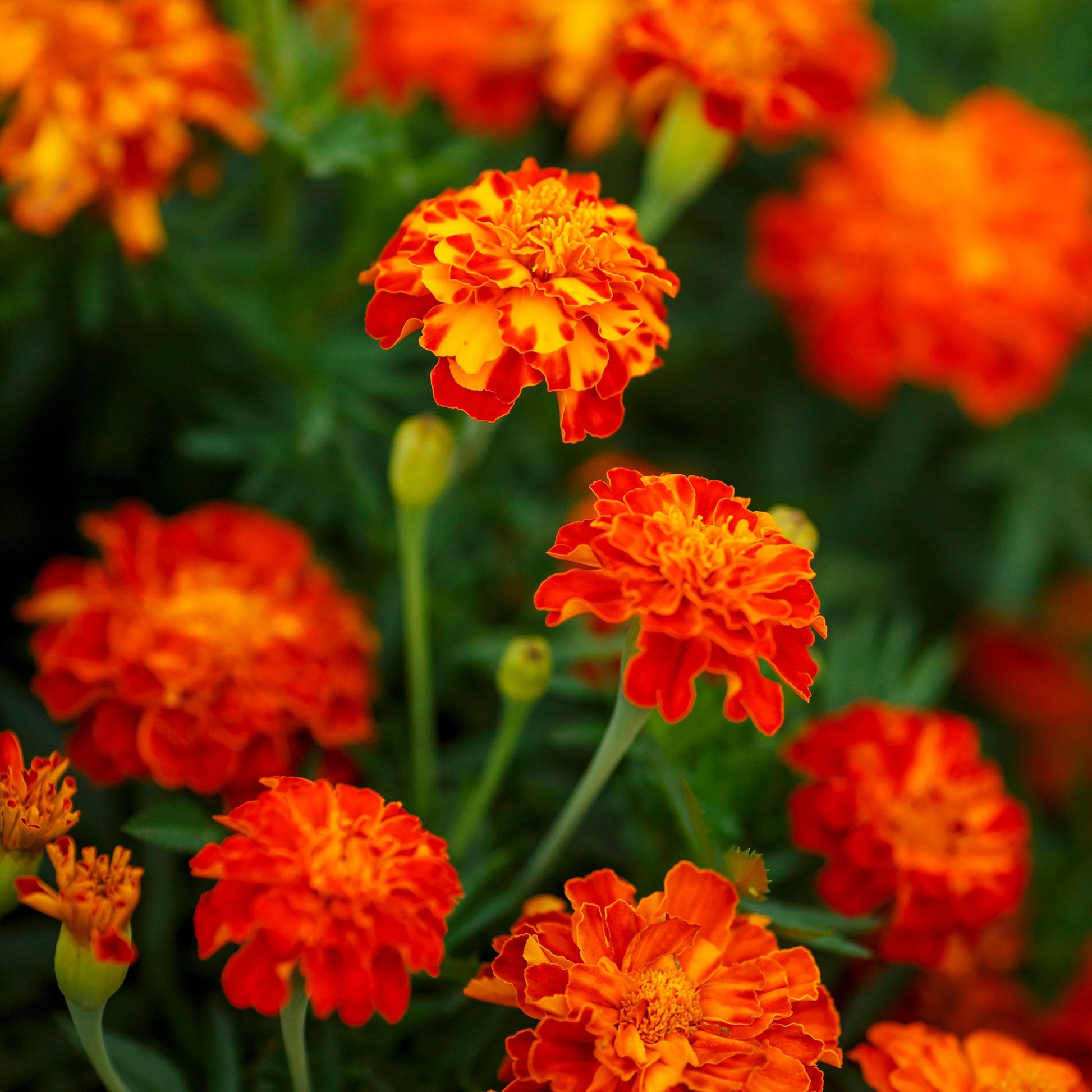panther french marigold 