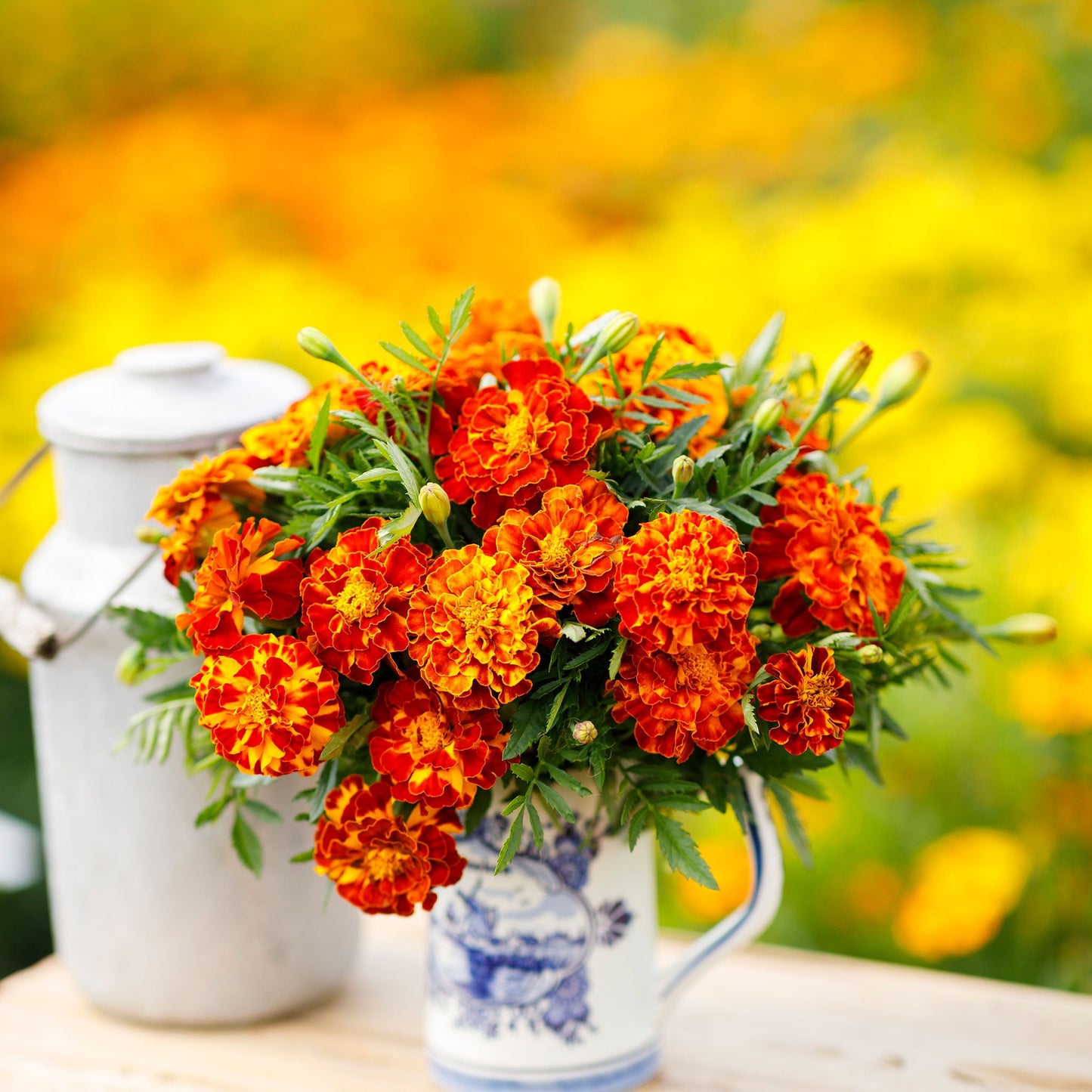 marigold french sparky seeds Bulk French Marigold Seeds - Sparky Mix