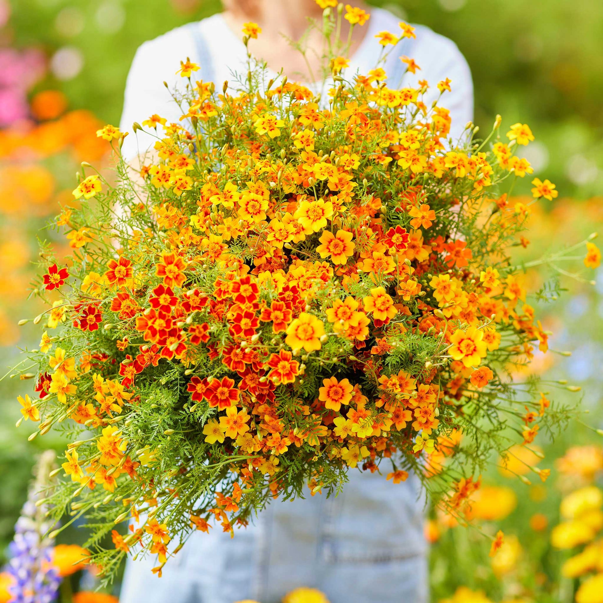 bulk marigold seeds Bulk Marigold Seeds