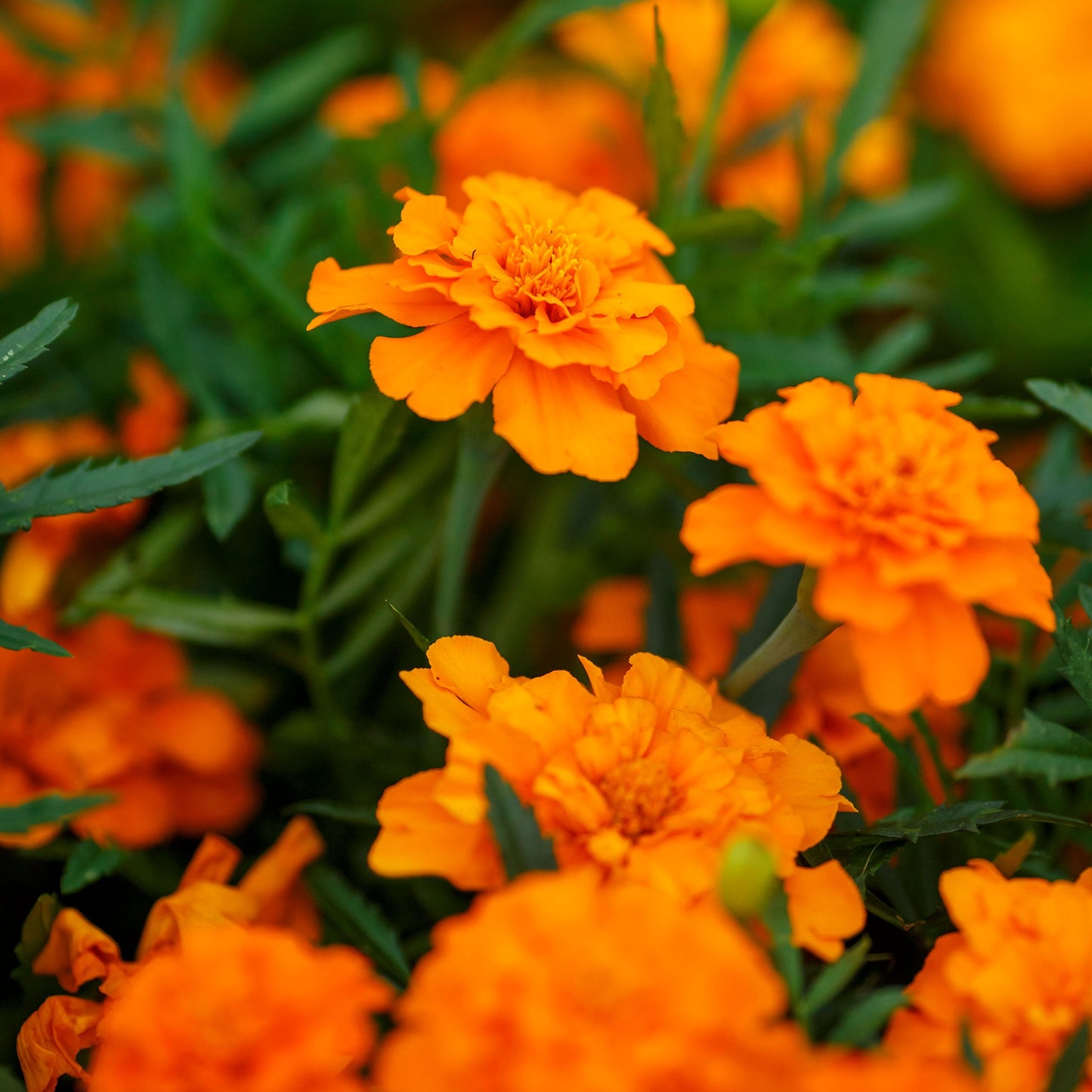 french marigold tangerine