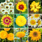 mellow yellow flower seed mix