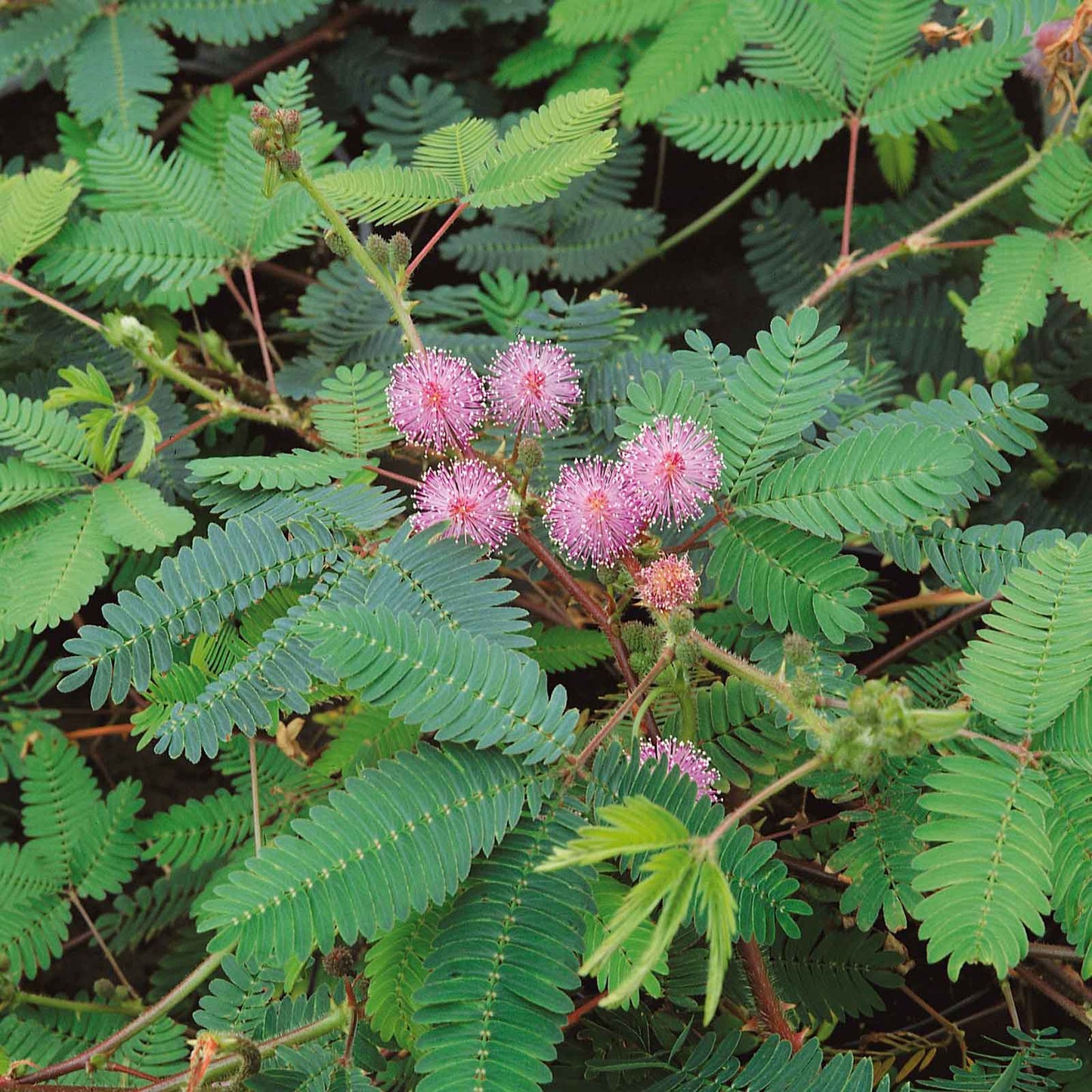 buy sensitive plant seeds Mimosa Seeds - Sensitive Plant | Flower Seeds