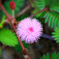 mimosa sensitive plant