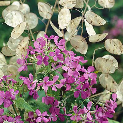 money plant lunaria annua violet