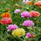 moss rose double mix