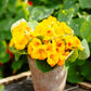 nasturtium alaska gold