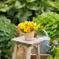 nasturtium alaska gold