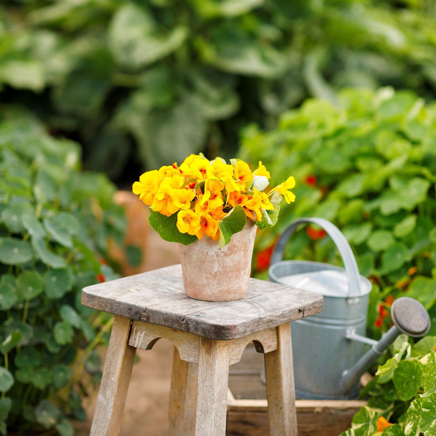 nasturtium alaska gold