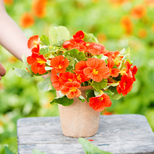 nasturtium alaska scarlet