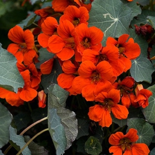 nasturtium empress of india