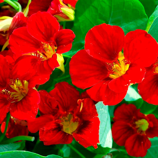 nasturtium mahogany gleam