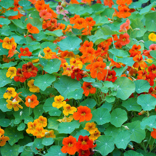 nasturtium majus