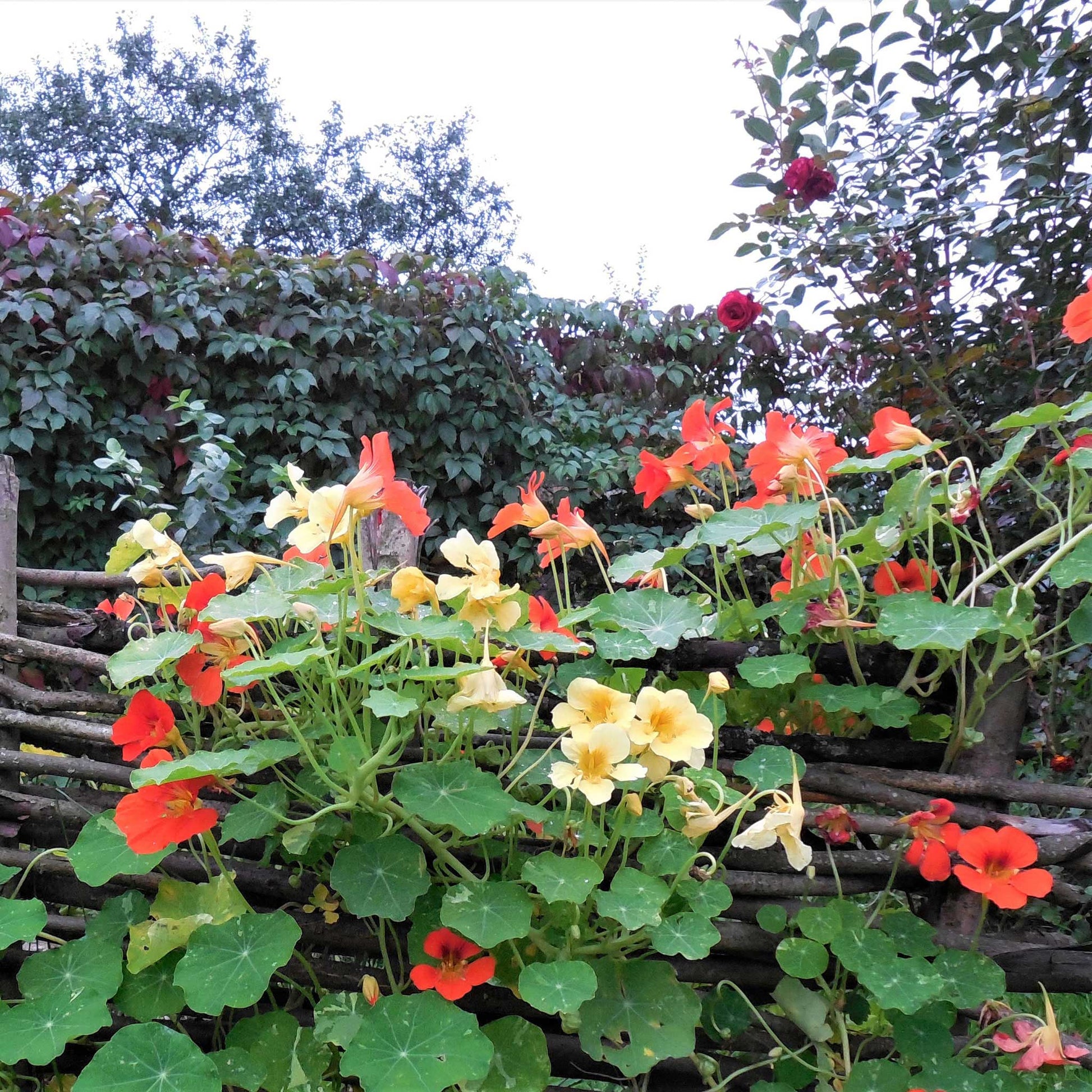 nasturtium majus