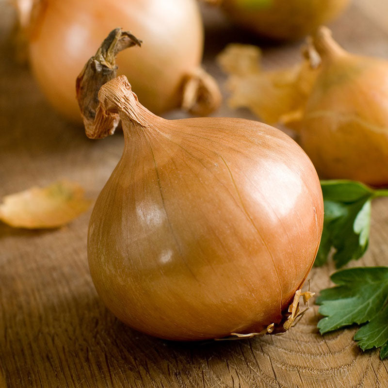 organic texas early grano onion 