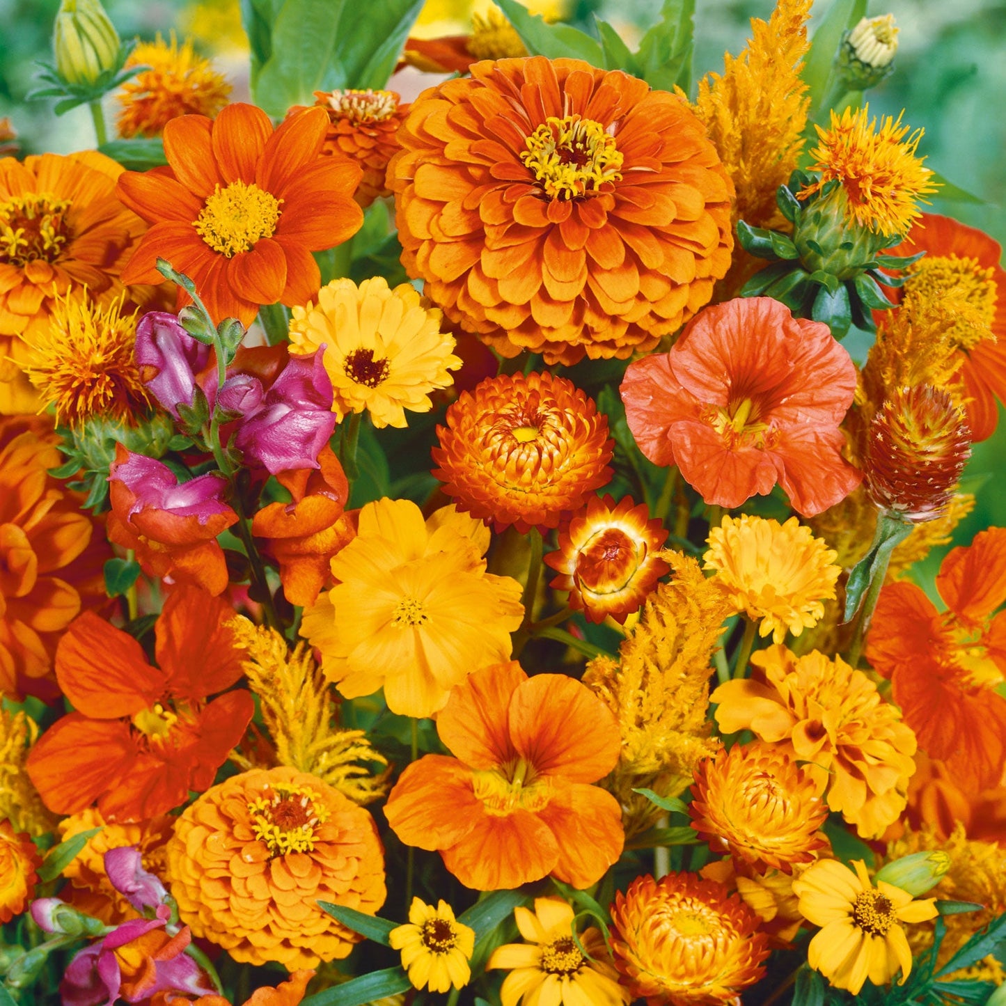 orange flower seed mix