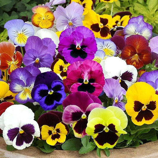 mixed pansy 